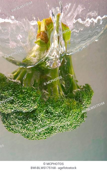 Italian broccoli, sprouting broccoli Brassica oleraceae var. italica, broccoli falling into water