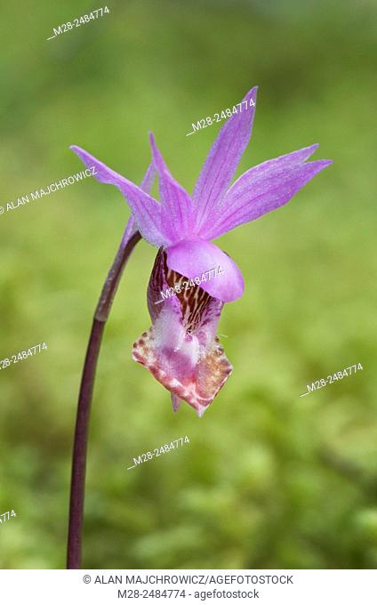 Calypso orchid (Calypso bulbosa)