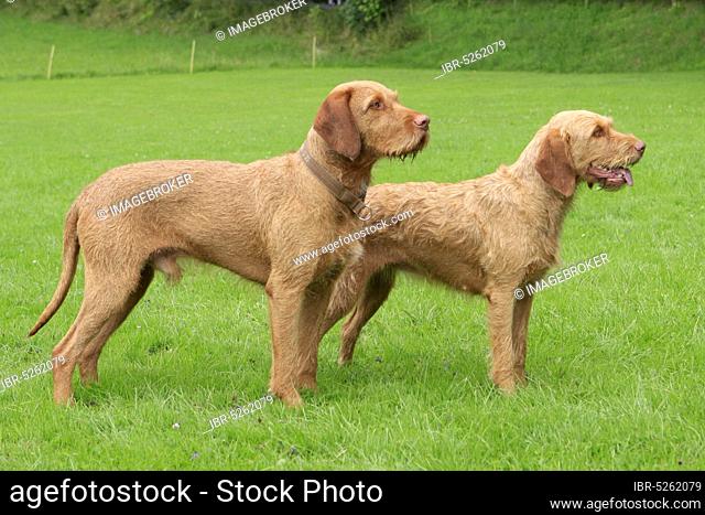 Wire-haired Hungarian Pointers, male and female, wire-haired Vizsla, sideways