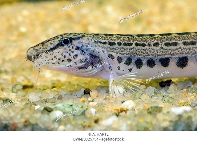 spined loach, spotted weatherfish (Cobitis taenia), portrait at a gravel ground