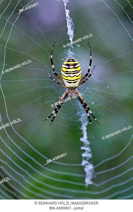 Orb-web spider (Argiope bruennichi) in its web, Limbach, Burgenland, Austria