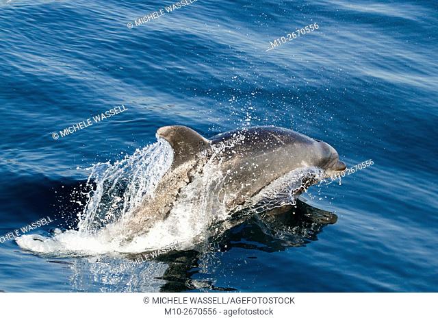 Offshore Bottlenose dolphin porpoising above the surface