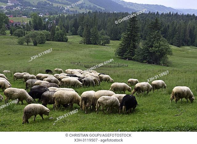 troupeau de moutons dans la campagne autour de Zakopane, region Podhale, Massif des Tatras, Province Malopolska (Petite Pologne), Pologne