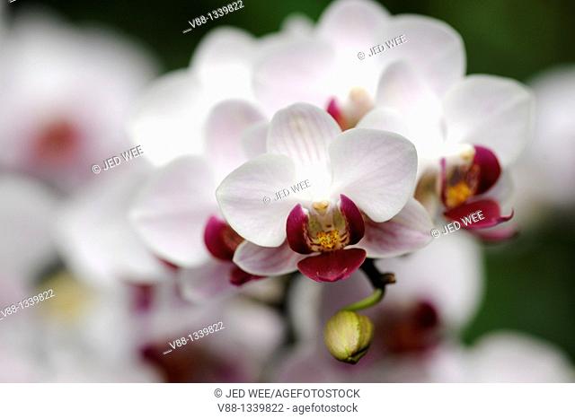 Phalaenopsis orchid, Singapore Botanic Gardens, Singapore