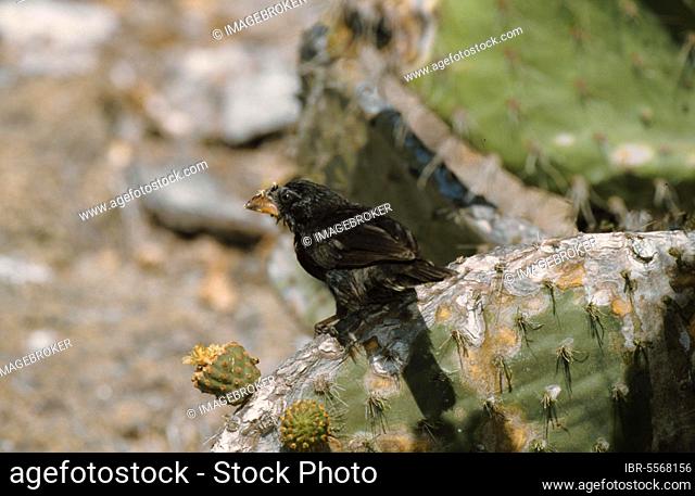 Ground Finch, espanola cactus (Opuntia) finch, Opuntia Ground Finches, Darwin's Finches (Geospiza conirostris), endemic, songbirds, animals, birds, finches