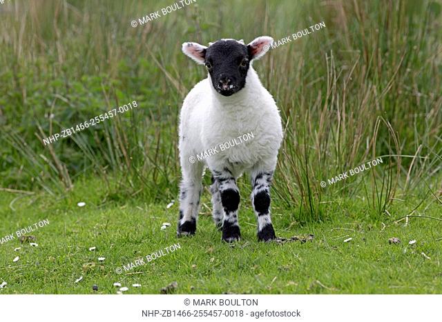 Black faced lamb Isle of Mull Scotland