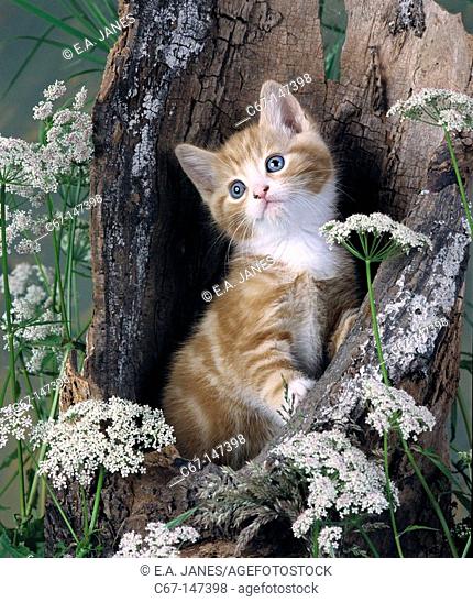 Ginger kitten in hollow log