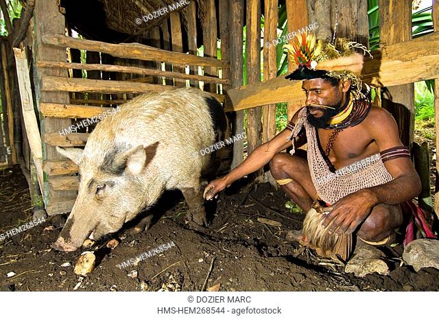 Papua New Guinea, Southern Highlands Province, Hulis Tribe, region of Tari, village of Kobe Dumbiali, Titsa feeds a pig sweet potatoes