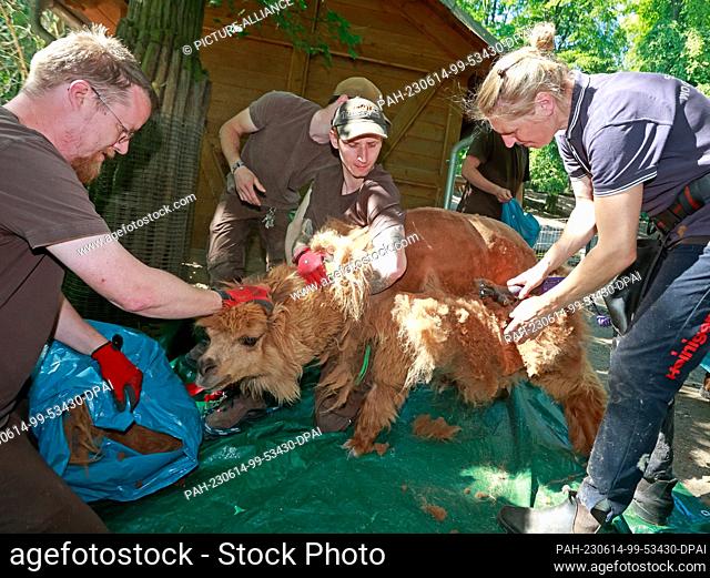 14 June 2023, Saxony-Anhalt, Halberstadt: Animal keepers hold an alpaca during a shearing. The alpacas were sheared today in the Thale animal enclosure