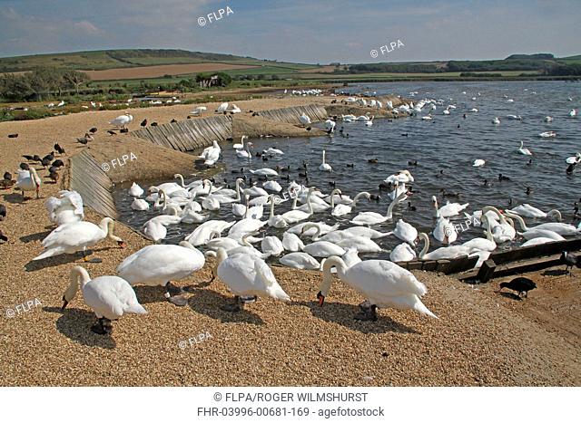 Mute Swan Cygnus olor adults, flock feeding at edge of brackish lagoon habitat, The Fleet, Abbotsbury Swannery, Dorset, England, september