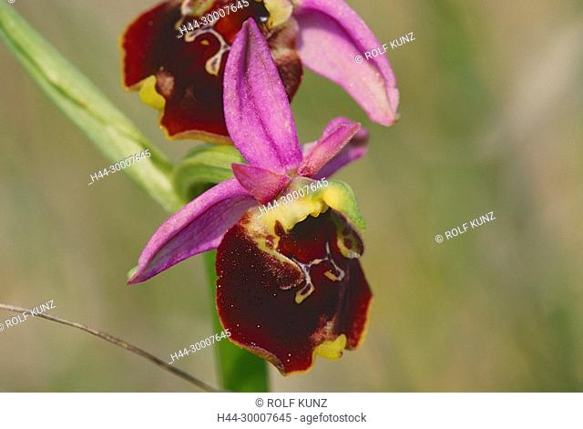 Bienen-Ragwurz, Ornis apifera, Orchidaceae, Ragwurz, Blüte, Detail, Blume. Orchidee, Bollenberg, Elsass, Frankreich