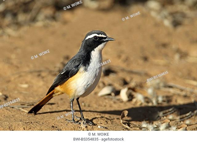 White-throated robin chat (Cossypha humeralis), stands on the ground, South Africa, Pilanesberg National Park