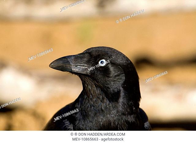 Torresian Crow - beak wet from drinking (Corvus orru). Near Mt Barnett, Gibb River Road, Kimberley, Western Australia. A common species primarily across the top...