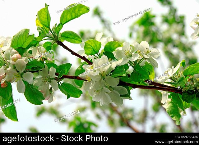 photo of blossoming tree brunch with white flowers on bokeh green backgroundblossoming tree branch apple with white flowers