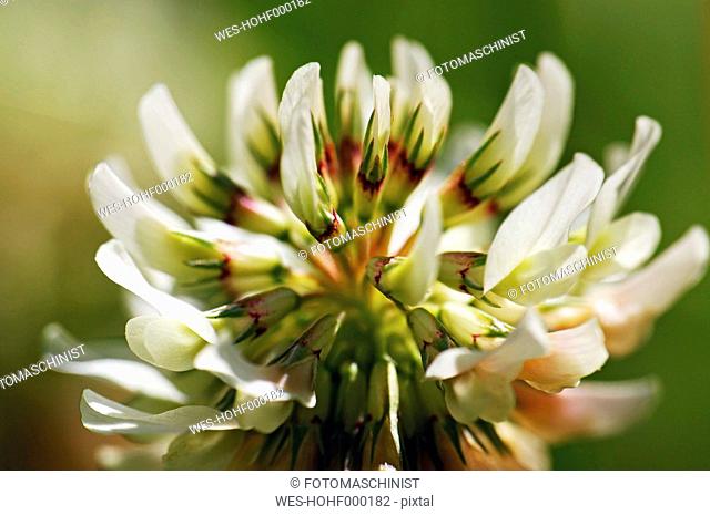 Germany, Minden, White Clover blossom, close up