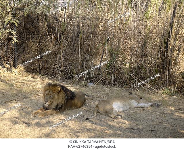 Lion Park, Johannesburg, 16 August 2015. Photo: Sinikka Tarvainen/dpa | usage worldwide. - Johannesburg/South Africa