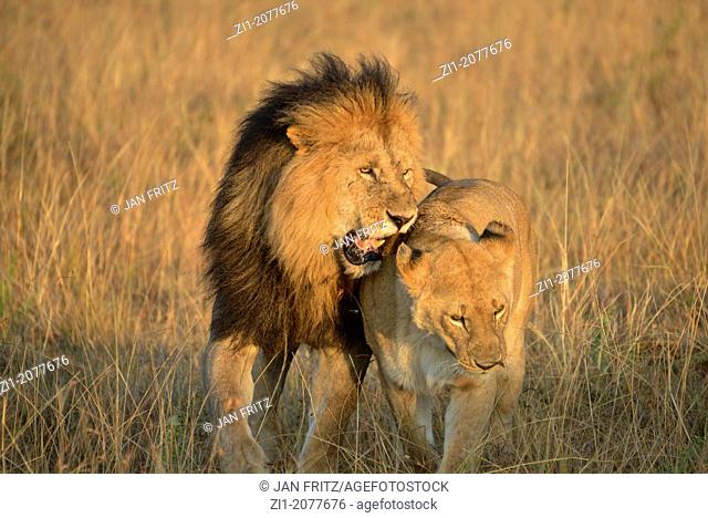lion and lioness in Masai Mara, Kenia