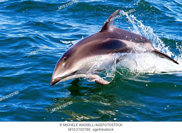 Pacific White Sided Dolphins in the Monterey Bay, Monterey, CA, USA