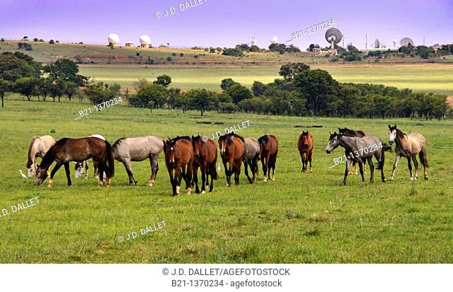 Horses grazing near CSIR Satellite Applications Centre, Hartebeeshoek, South Africa