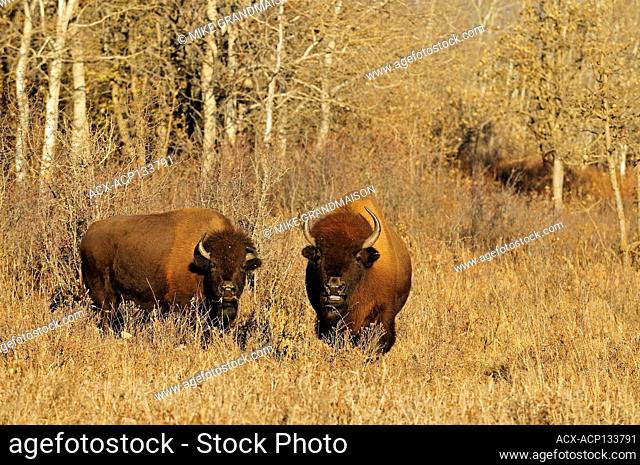 Bison (Bison bison) cow and calf in the spring, Yellowstone National Park,  Wyoming, Stock Photo, Picture And Royalty Free Image. Pic. WR1812189 |  agefotostock
