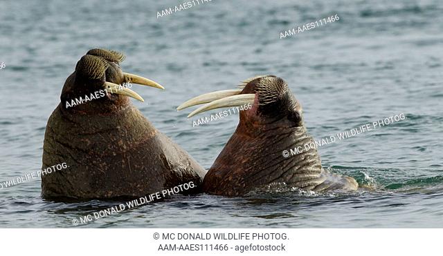 Atlantic Walrus, Odobernus rosmarus, play fighting, Torellneset Beach Svalbard, Norway