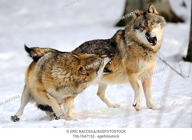 European grey wolves fighting Canis lupus, captive  Bayerischerwald National Park, Germany