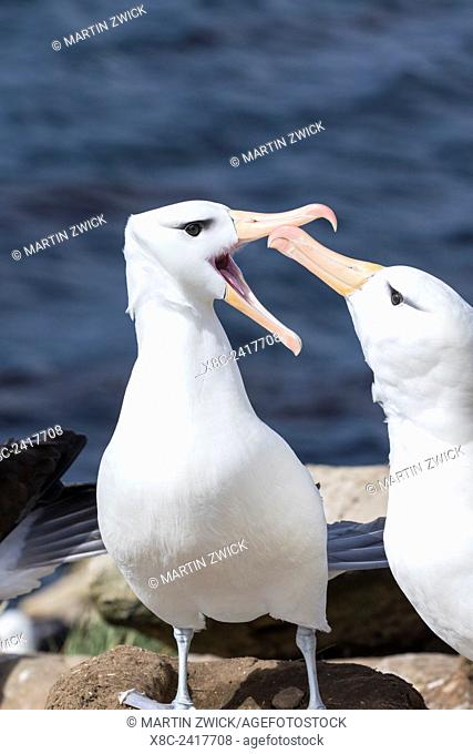 Black-browed Albatross ( Thalassarche melanophris ) or Mollymawk, ritualized greeting ceremony and courtship display. South America, Falkland Islands, January