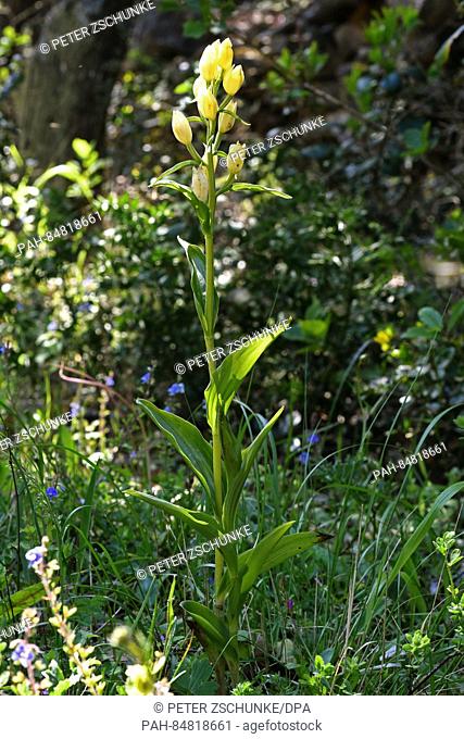 A white helleborine orchid (Cephalanthera damasonium) grows in a beech mixed forest on the island of Korcula, Croatia, 8 May 2016