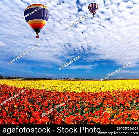 Two huge multi-color balloons slowly flies in clouds. The blossoming fields of red and yellow garden buttercups. Concept of rural and extreme tourism