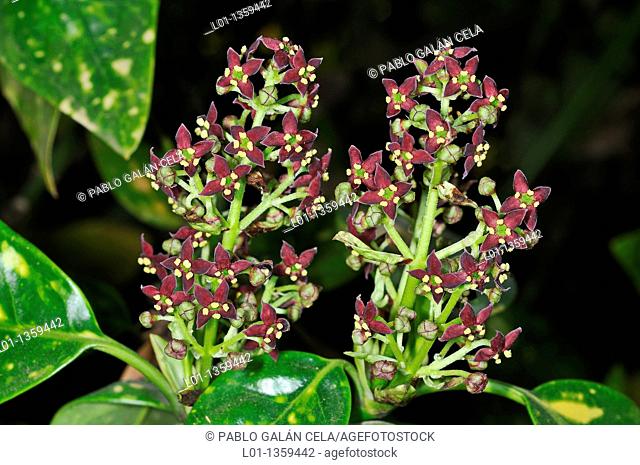 Spotted Laurel (Aucuba japonica 'crotonifolia')