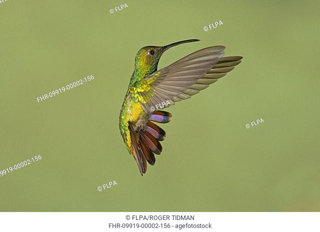 Green-breasted Mango Anthracothorax prevostii adult male, banking in flight, Costa Rica