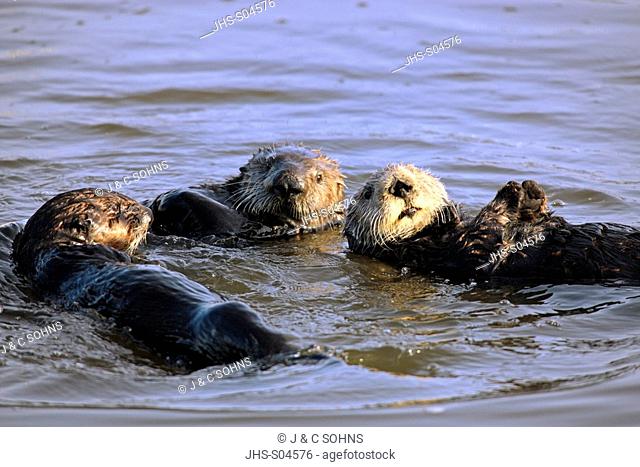 Sea Otter, Enhydra lutris, Monterey, California, USA, group in water