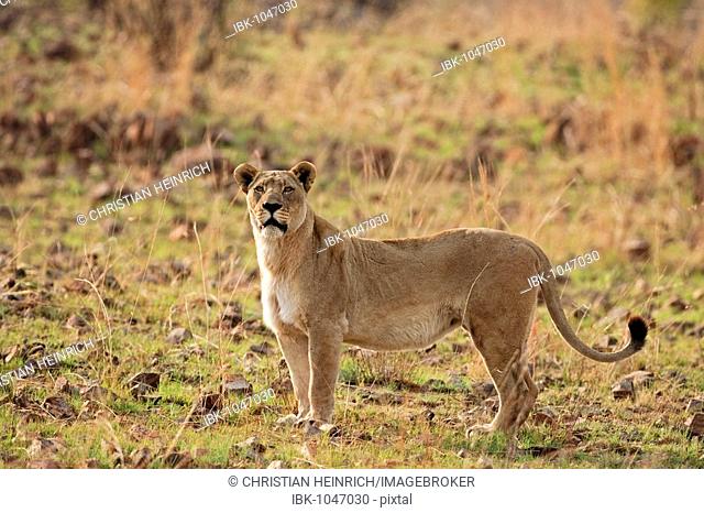 Lioness (Panthera leo), Pilanesberg Game Reserve, South Africa, Africa