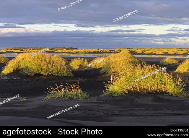 Paisaje de dunas a la luz de la mañana, Vestrahorn, Höfn, Austurland, Islandia, Europa