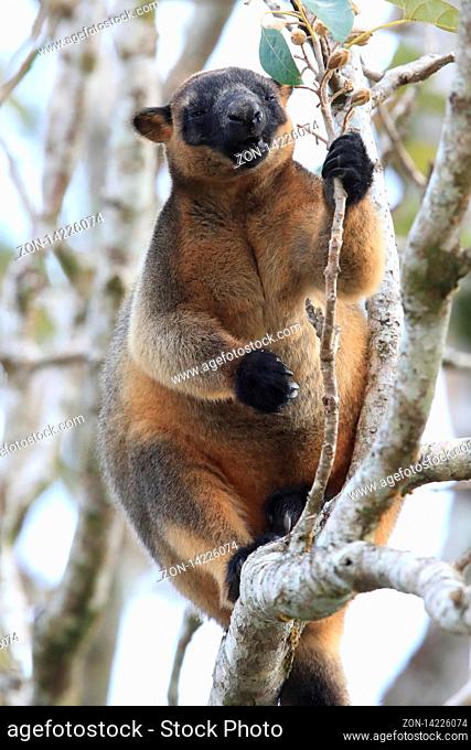A Lumholtz's tree-kangaroo (Dendrolagus lumholtzi) rests high in a tree in a dry forest Queensland