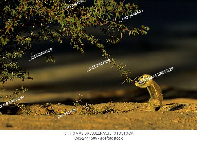 Cape Ground Squirrel (Xerus inauris) - Young, cautiously feeding at a thornbush. Kalahari Desert, Kgalagadi Transfrontier Park, South Africa
