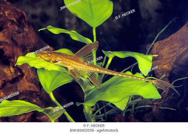 Whiptail catfish, Red Lizard Catfish (Rineloricaria spec.), rests on the leaf of a water plant