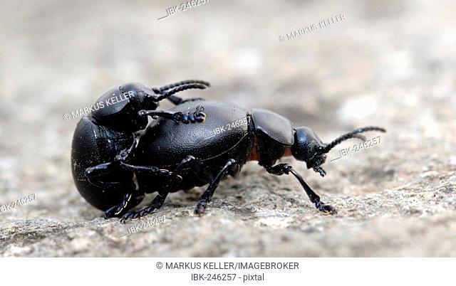 Two beetle (Timarcha tenebricosa) in mating