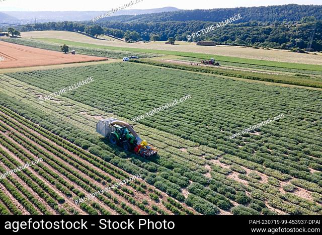 19 July 2023, Saxony, Freital: A harvesting tractor of Bombastus-Werke drives over a sage field and harvests sage leaves for tea production (aerial view with a...