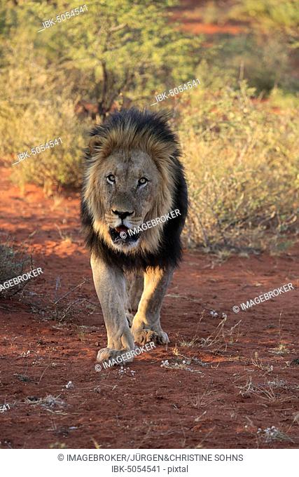 Kalahari lion (Panthera leo vernayi), adult, male, walking, frontal, Tswalu Game Reserve, Kalahari, North Cape, South Africa, Africa