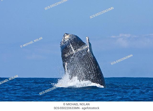 Humpback whale Megaptera novaeangliae in the AuAu Channel between the islands of Maui and Lanai, Hawaii, USA Each year humpback whales return to these waters in...