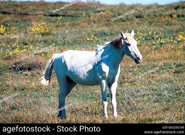 Steppe Tatar horses with traditionally clipped tails. White gray horse in the Tatar village. Crimea, August steppe