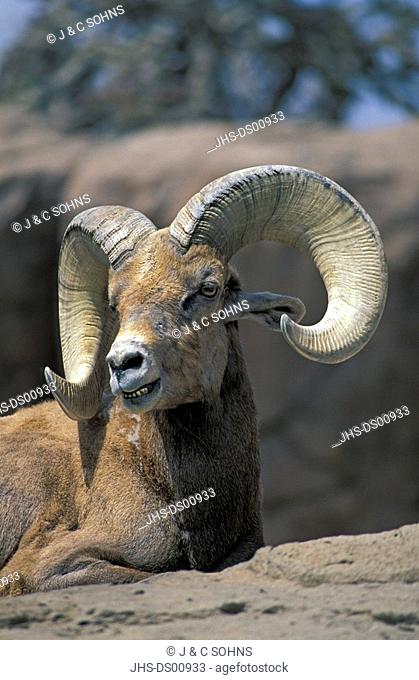 Bighorn Sheep, Ovis canadensis, Sonora Desert, Arizona, USA, adult male on rock portrait