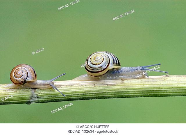 White-lipped Banded Snails North Rhine-Westphalia Germany Cepaea hortensis White-lipped Garden Snail side
