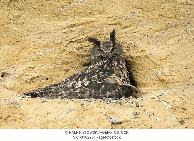 Eurasian Eagle Owl ( Bubo bubo ), breeding site, adult gathering its chicks, in a sand pit, wildlife, Europe