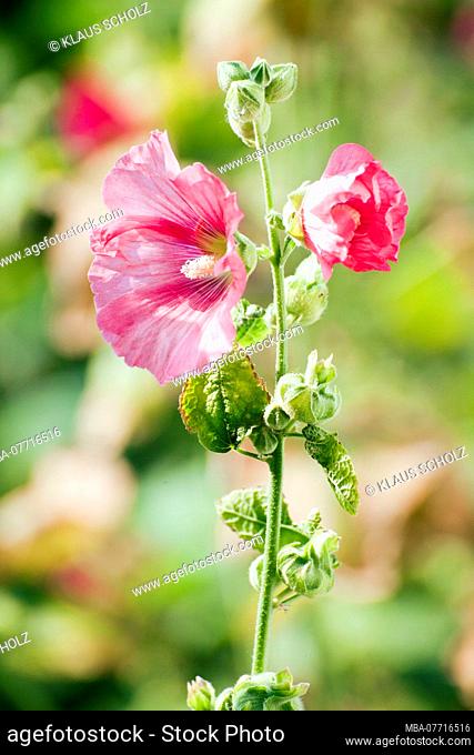 pink-coloured mallow