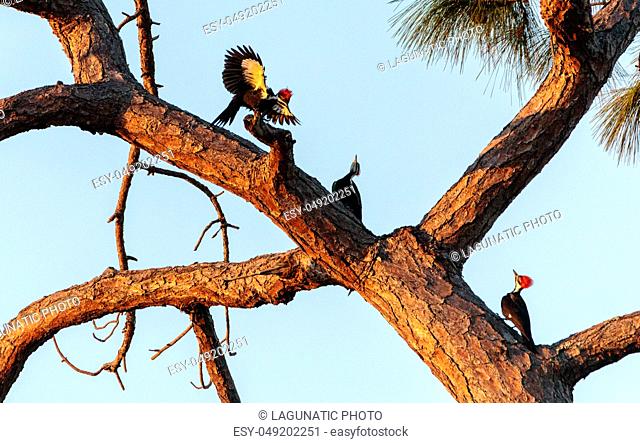 Three juvenile pileated woodpecker birds Dryocopus pileatus on a tree in Naples, Florida
