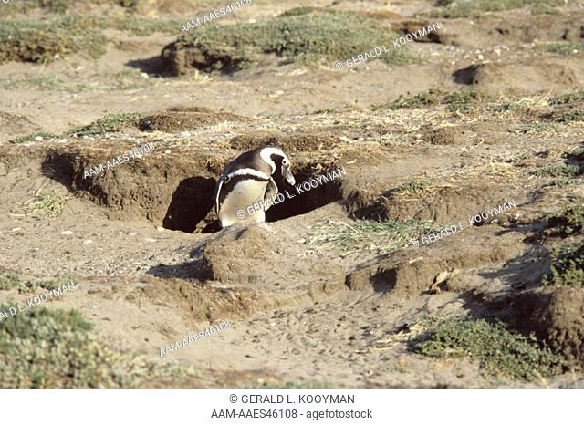 Magellanic Penguin (Spheniscus magellanicus) Punta Arena, Chile