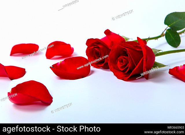 The red rose feature