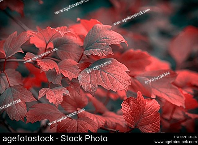 Beautiful autumnal bright guelder rose leaves branch. Shallow depth of field. Low key effect. Vintage dark toned fall composition. Copy space